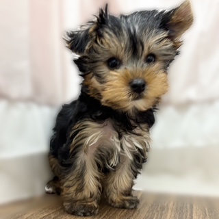 兵庫県のヨークシャーテリア (犬の家＆猫の里カナート西神戸店/2025年9月20日生まれ/男の子/スチールブルータン)の子犬