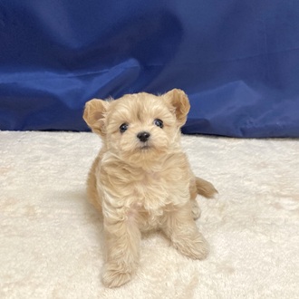 愛知県のチワプー/プーチー(チワワ×プードル) (犬の家＆猫の里一宮店/2025年9月25日生まれ/男の子/アプリコットホワイト)の子犬