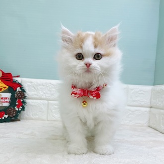 静岡県のミヌエット (犬の家＆猫の里マークイズ静岡店/2025年9月24日生まれ/男の子/レッドタビーホワイト)の子猫の1枚目の画像