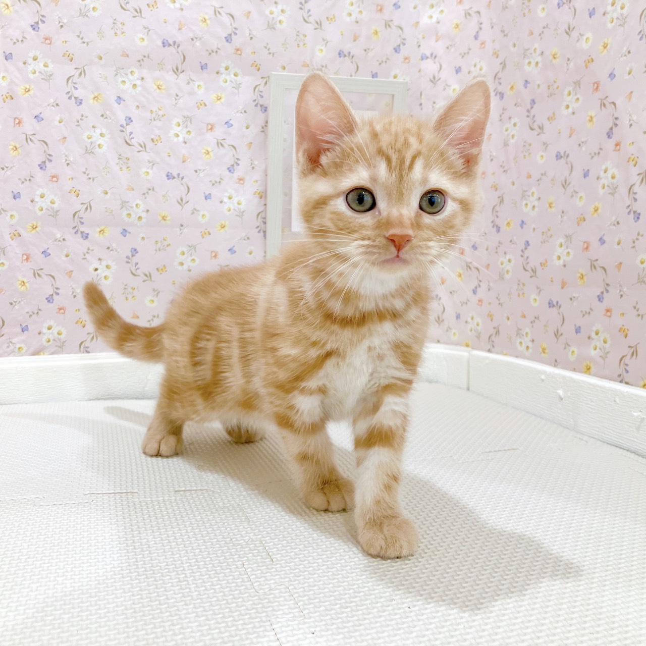 石川県のアメリカンショートヘアーの子猫を価格や特徴で探す|ペット