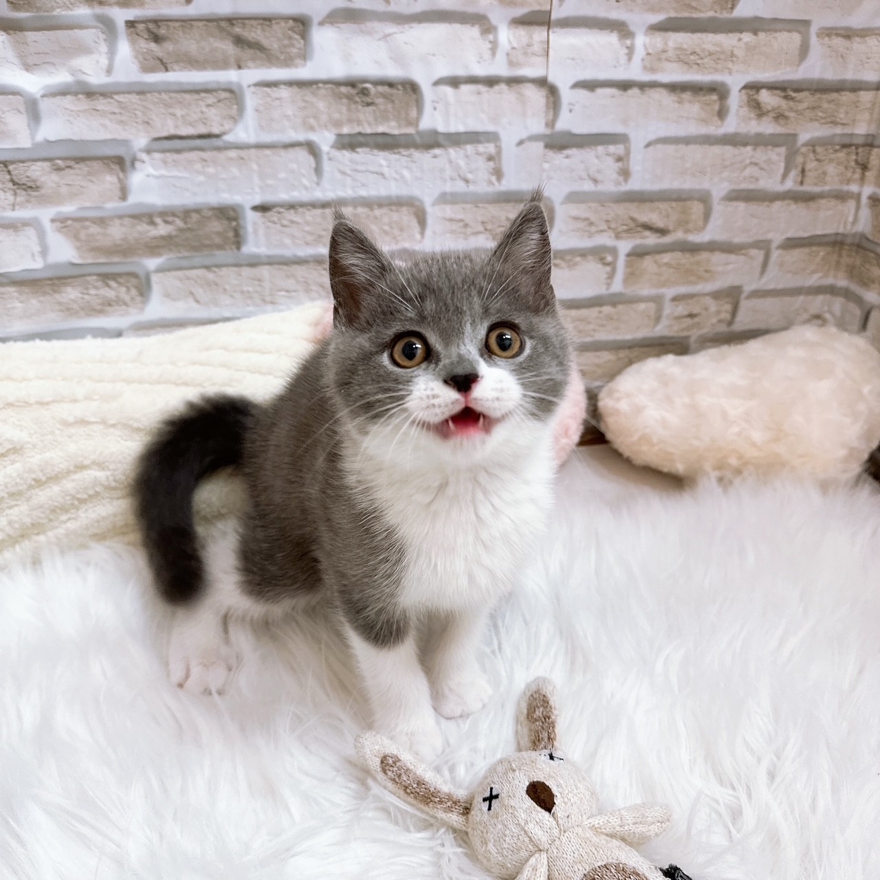 ブリティッシュショートヘア男の子の写真