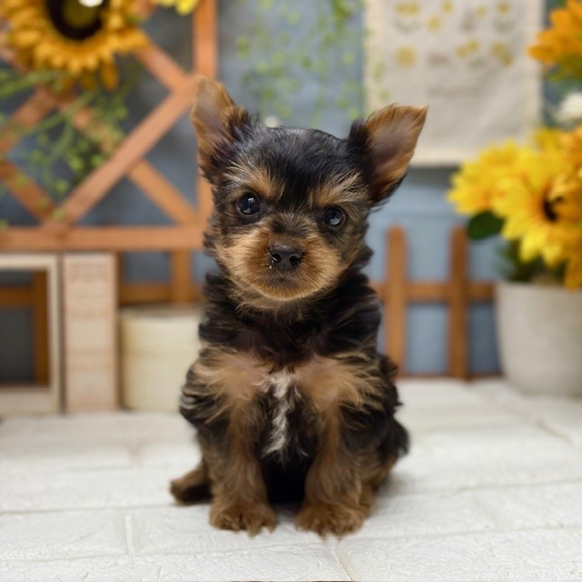 ヨークシャーテリア男の子の写真