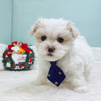 静岡県のマルズー/マルシーズ(マルチーズ×シーズー) (犬の家＆猫の里マークイズ静岡店/2025年9月29日生まれ/男の子/ホワイトクリーム)の子犬の1枚目の画像