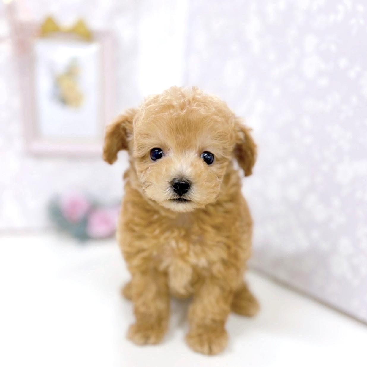 富山県のトイプードル(タイニー) (犬の家＆猫の里アミーゴ高岡蓮花寺店/2025年9月23日生まれ/男の子/アプリコット)の子犬の1枚目の画像