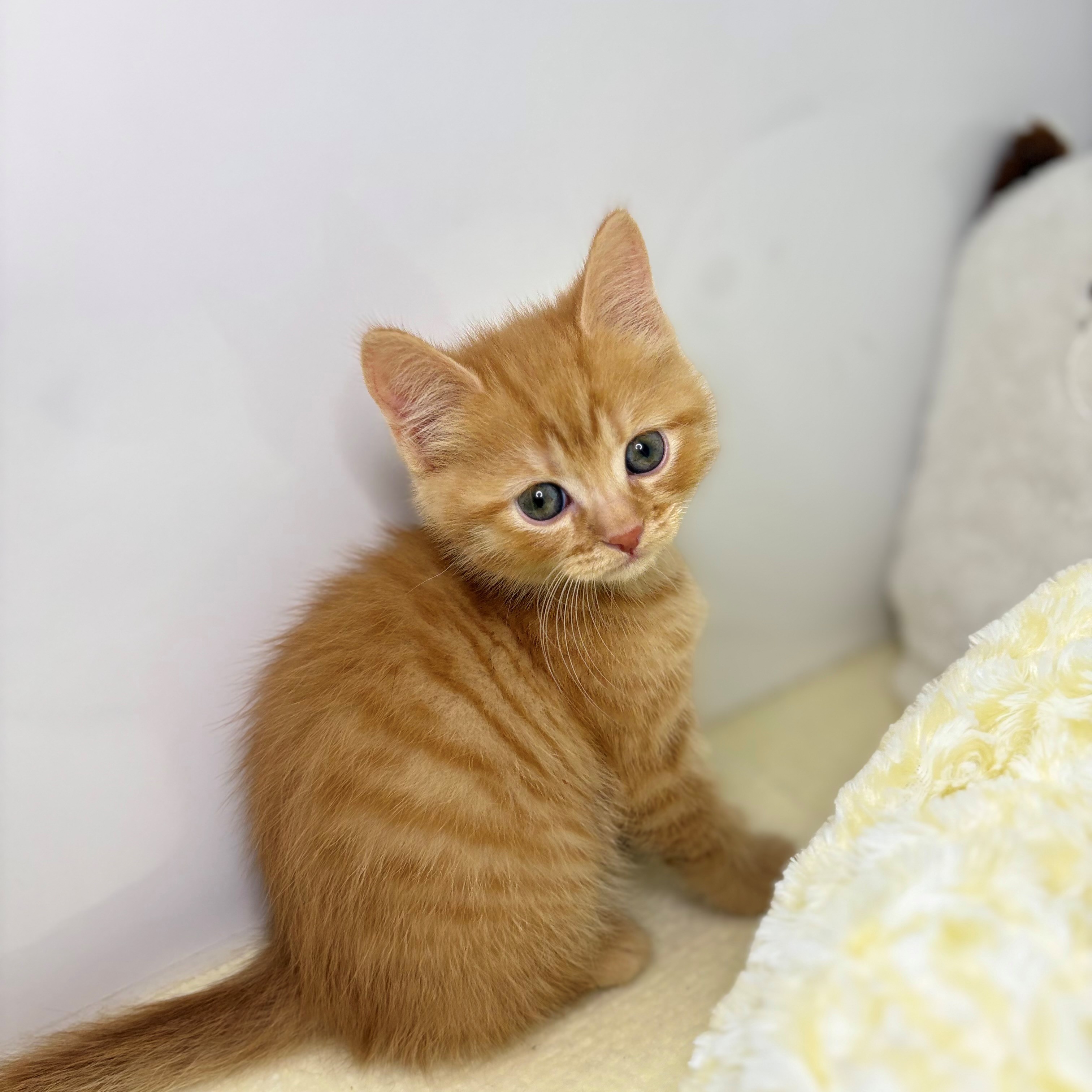 長野県のブリティッシュショートヘアー (犬の家＆猫の里長野店/2025年9月29日生まれ/男の子/レッドタビー)の子猫