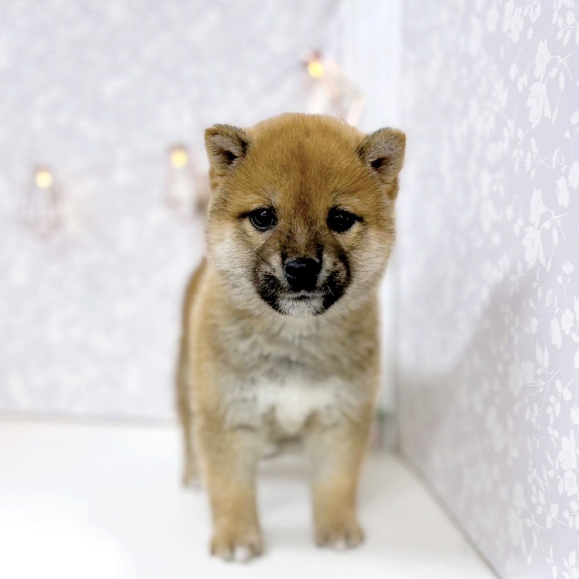 富山県の柴犬(標準サイズ) (犬の家＆猫の里アミーゴ高岡蓮花寺店/2025年9月29日生まれ/男の子/赤)の子犬の1枚目の画像