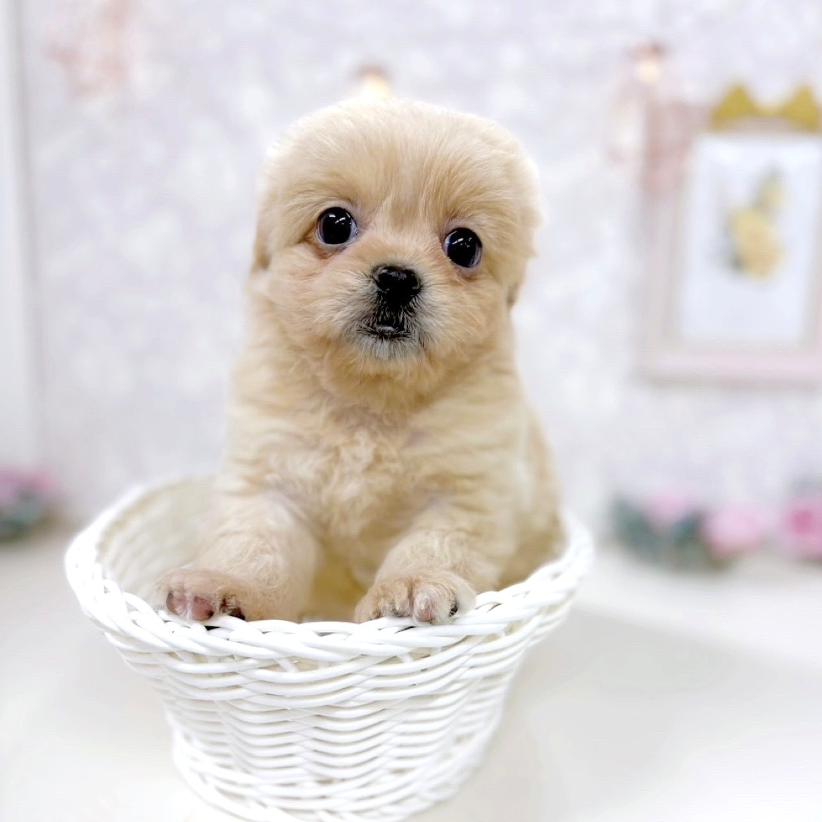 富山県のペキプー(ペキニーズ×プードル) (犬の家＆猫の里アミーゴ高岡蓮花寺店/2025年9月29日生まれ/女の子/クリーム)の子犬の1枚目の画像