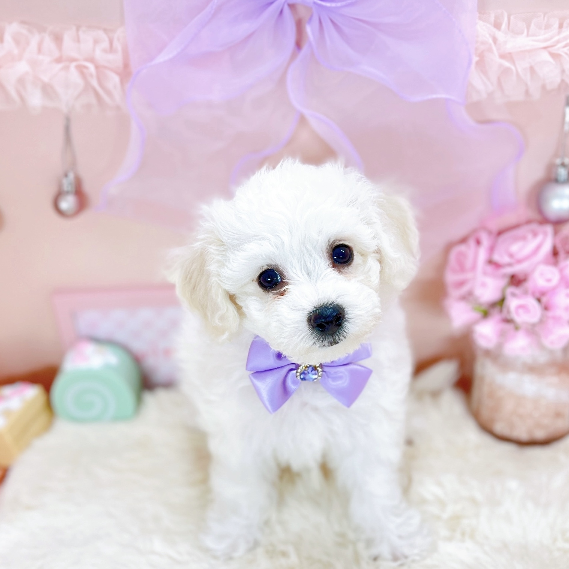 ビションフリーゼ女の子の写真