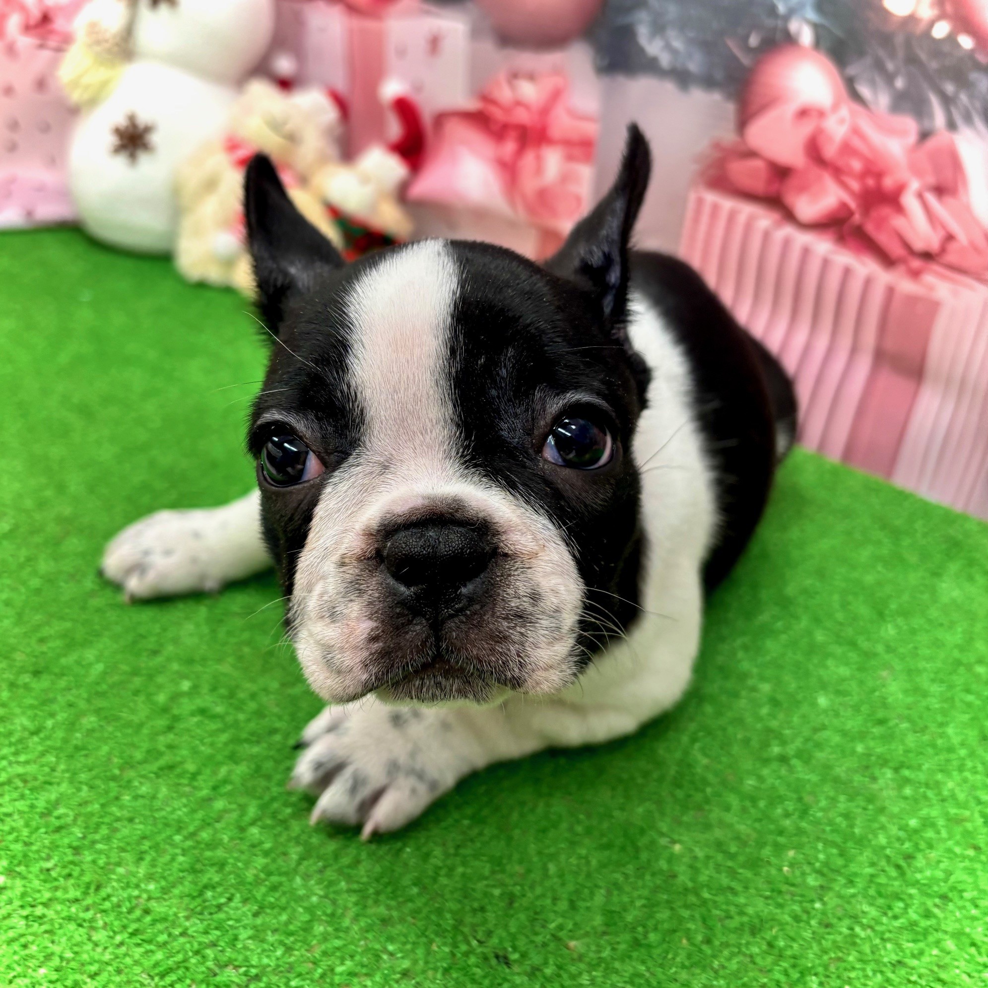 愛知県のフレンチブルドッグ (犬の家＆猫の里名古屋天白店/2025年10月1日生まれ/女の子/パイド)の子犬の1枚目の画像