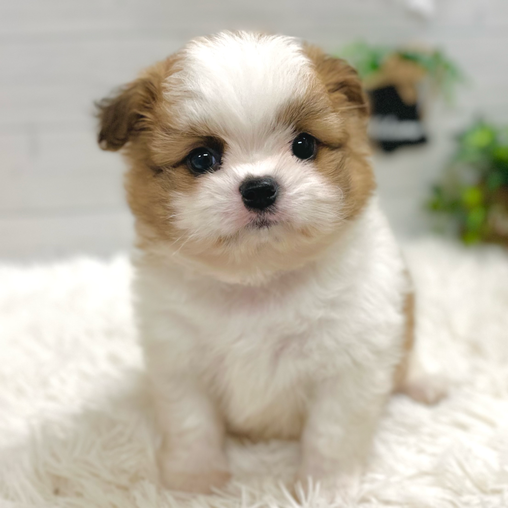 ハーフ犬男の子の写真