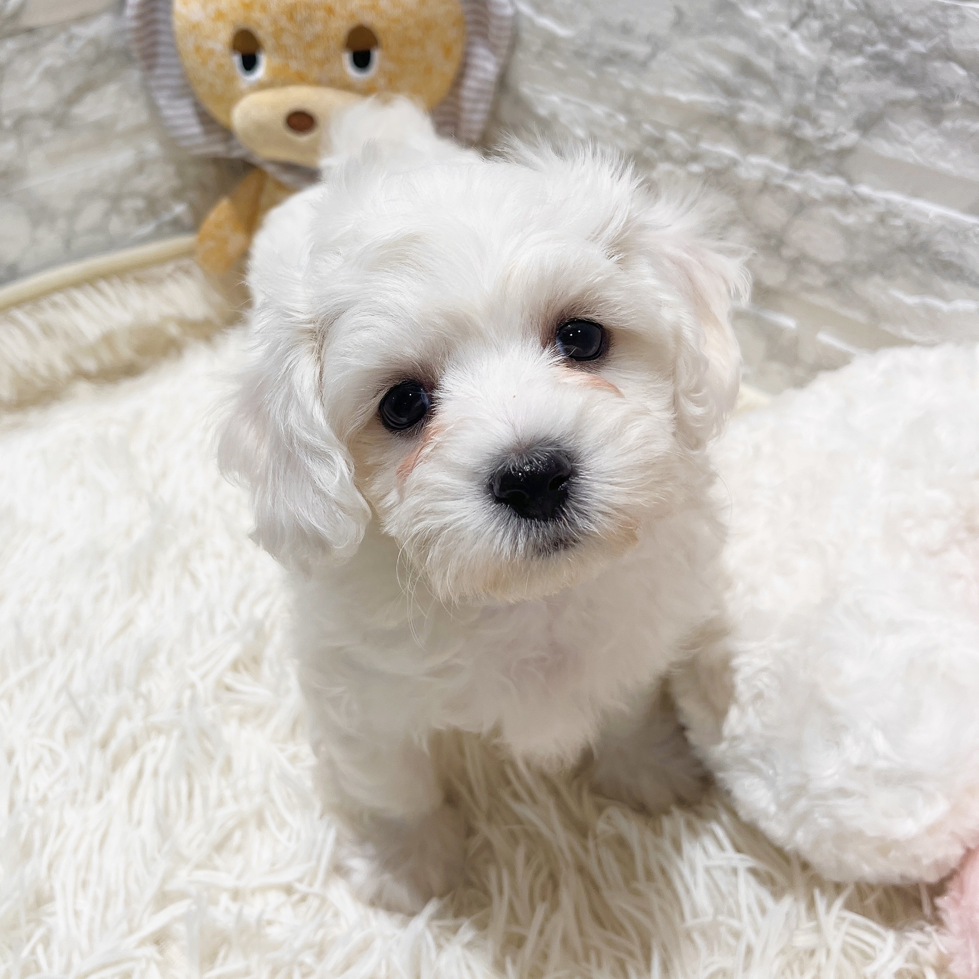 ビションフリーゼ女の子の写真