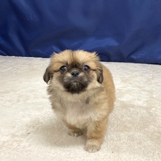 愛知県のチワペキ/ペキチー/ペキチワ(チワワ×ペキニーズ) (犬の家＆猫の里一宮店/2025年10月5日生まれ/女の子/フォーン)の子犬の1枚目の画像
