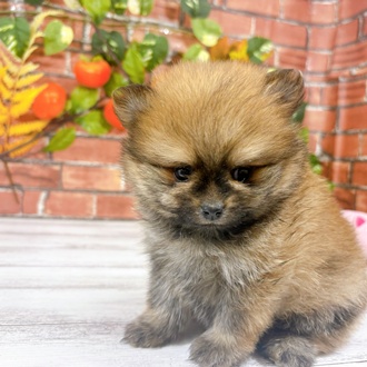 ポメラニアン男の子の写真
