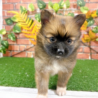 ハーフ犬女の子の写真