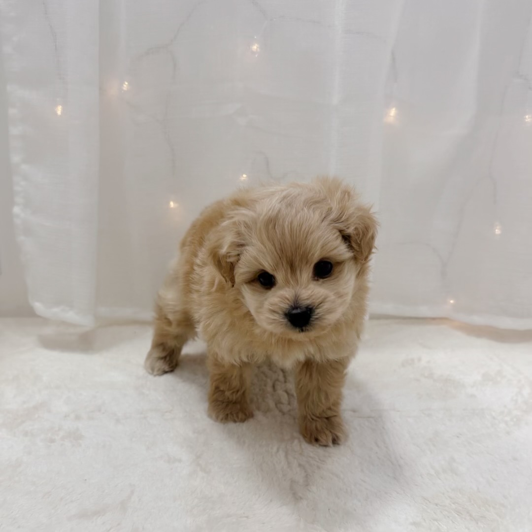 ハーフ犬男の子の写真