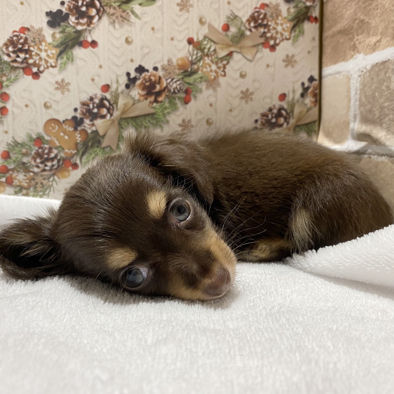 ハーフ犬女の子の写真