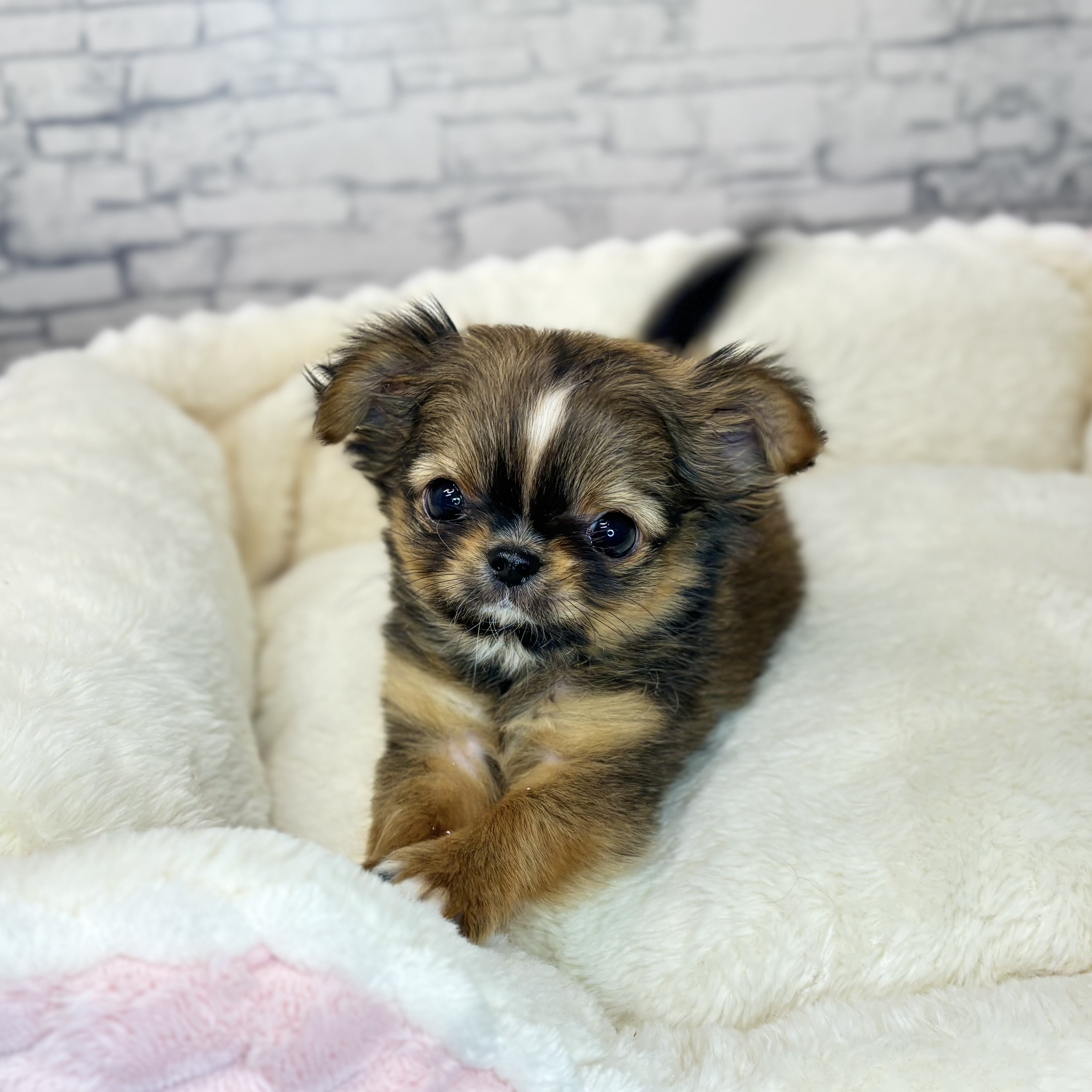 チワワ（ロング）男の子の写真