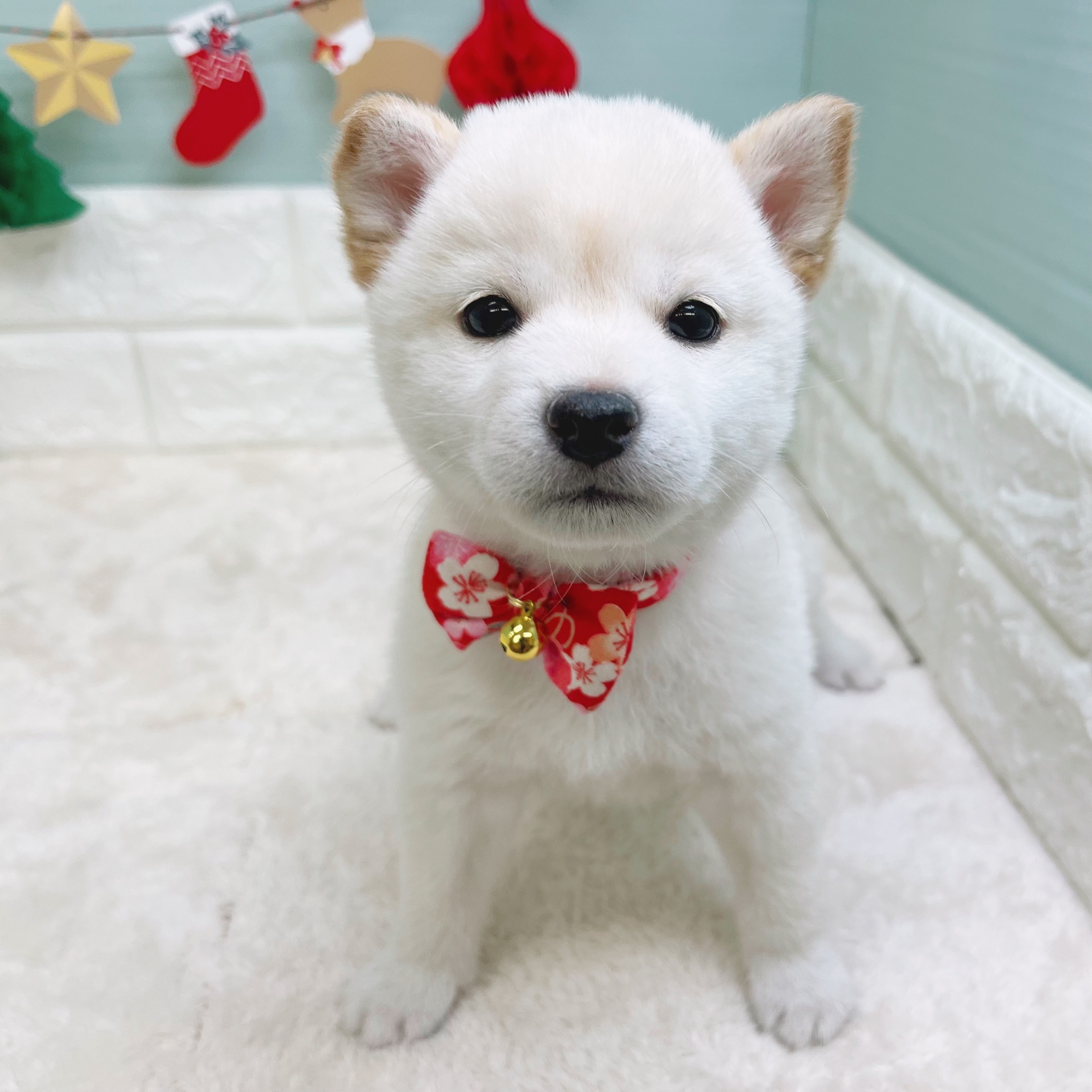 柴犬女の子の写真