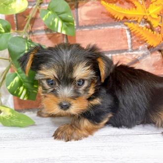 ヨークシャーテリア男の子の写真