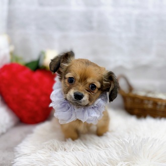 ハーフ犬男の子の写真