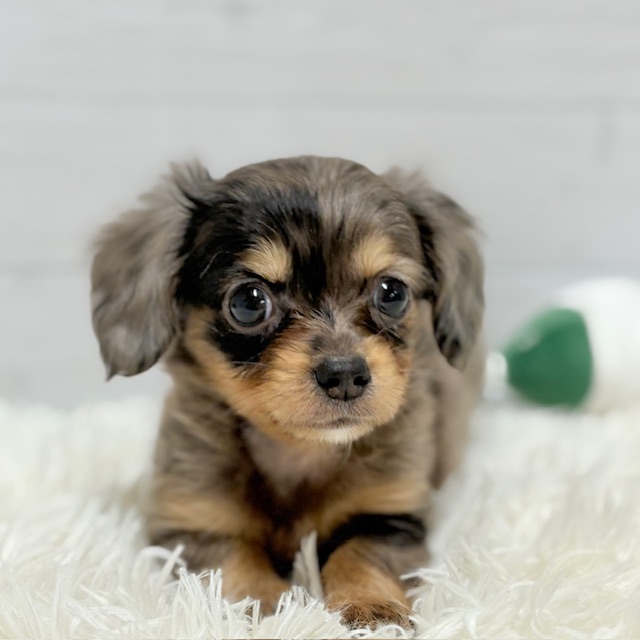 ハーフ犬女の子の写真