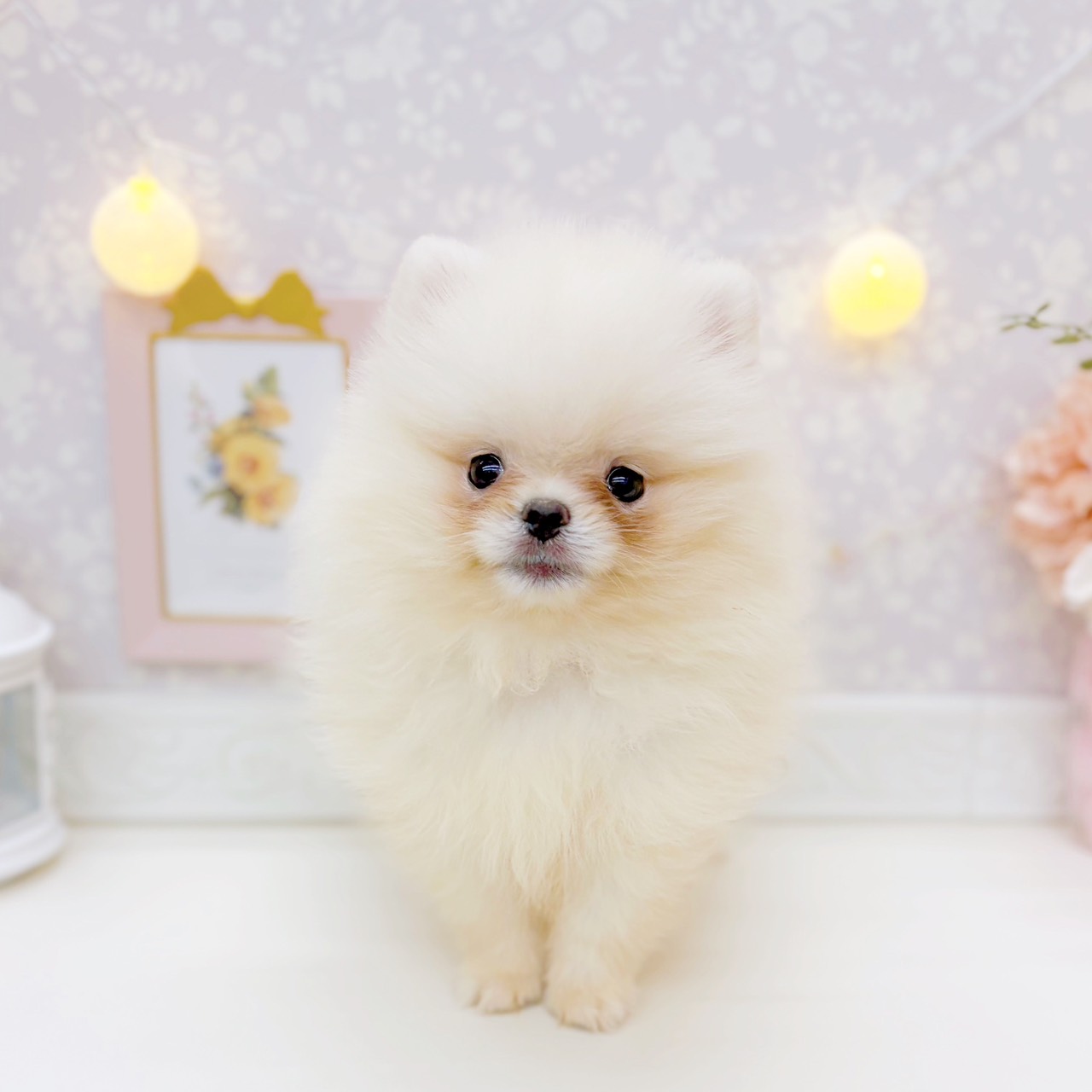 ポメラニアン男の子の写真