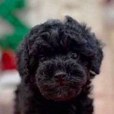 岡山県のトイプードル(トイ) (犬の家＆猫の里倉敷店/2025年10月12日生まれ/女の子/ブラック)の子犬の1枚目の画像