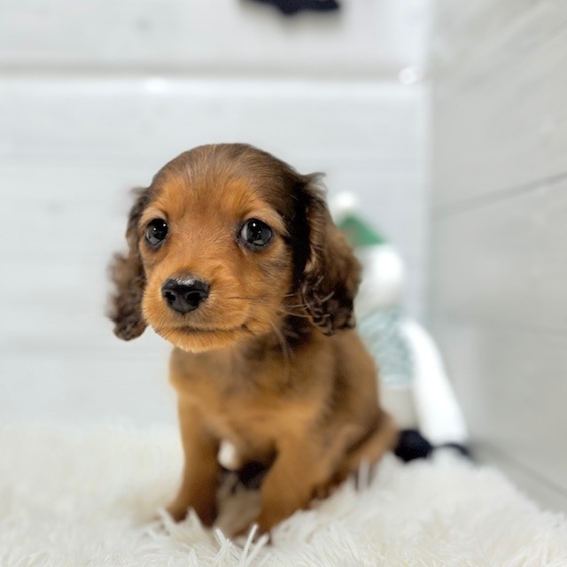 愛知県のカニンヘンダックスフンド(ロング) (犬の家＆猫の里豊田店/2025年10月11日生まれ/男の子/レッド)の子犬の1枚目の画像