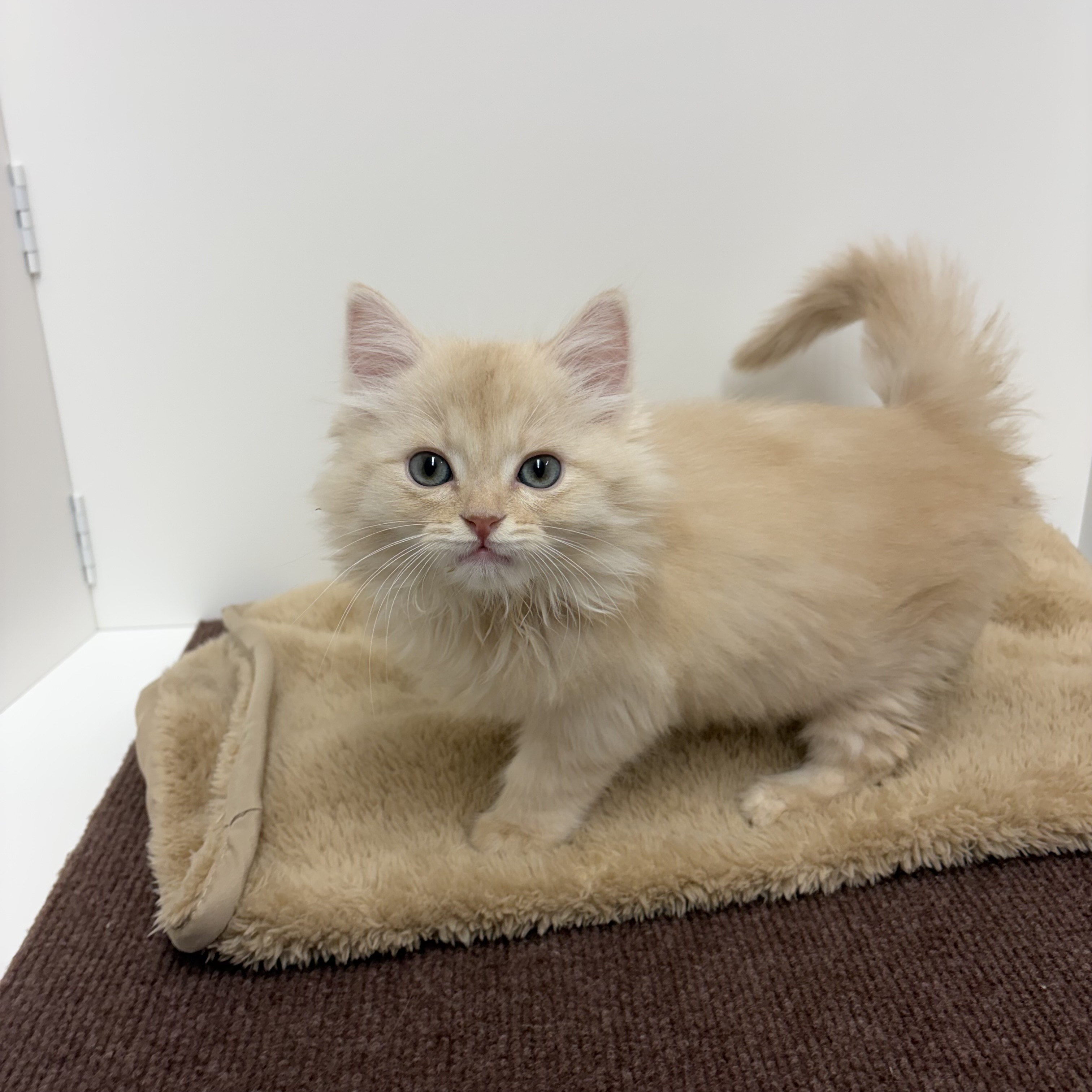 神奈川県のマンチカン (犬の家＆猫の里相模原店/2025年10月13日生まれ/男の子/クリームタビー)の子猫の1枚目の画像