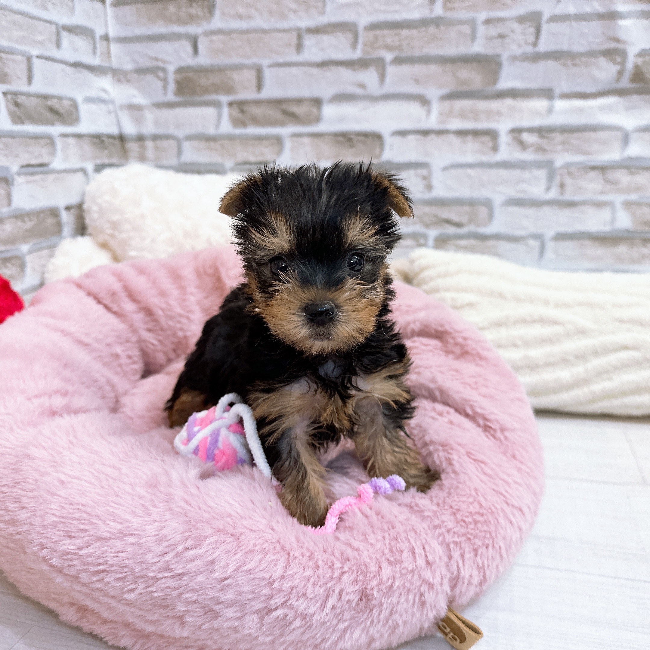 ヨークシャーテリア女の子の写真