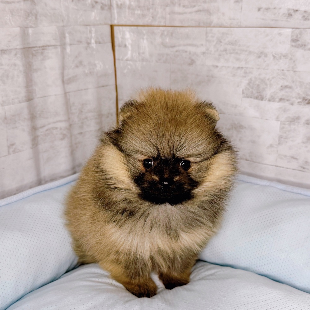 ポメラニアン男の子の写真