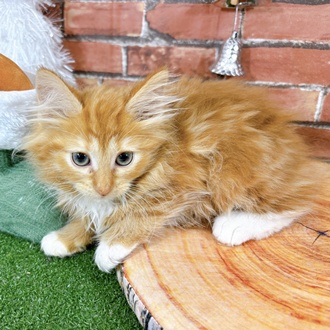 ノルウェージャンフォレストキャット女の子の写真