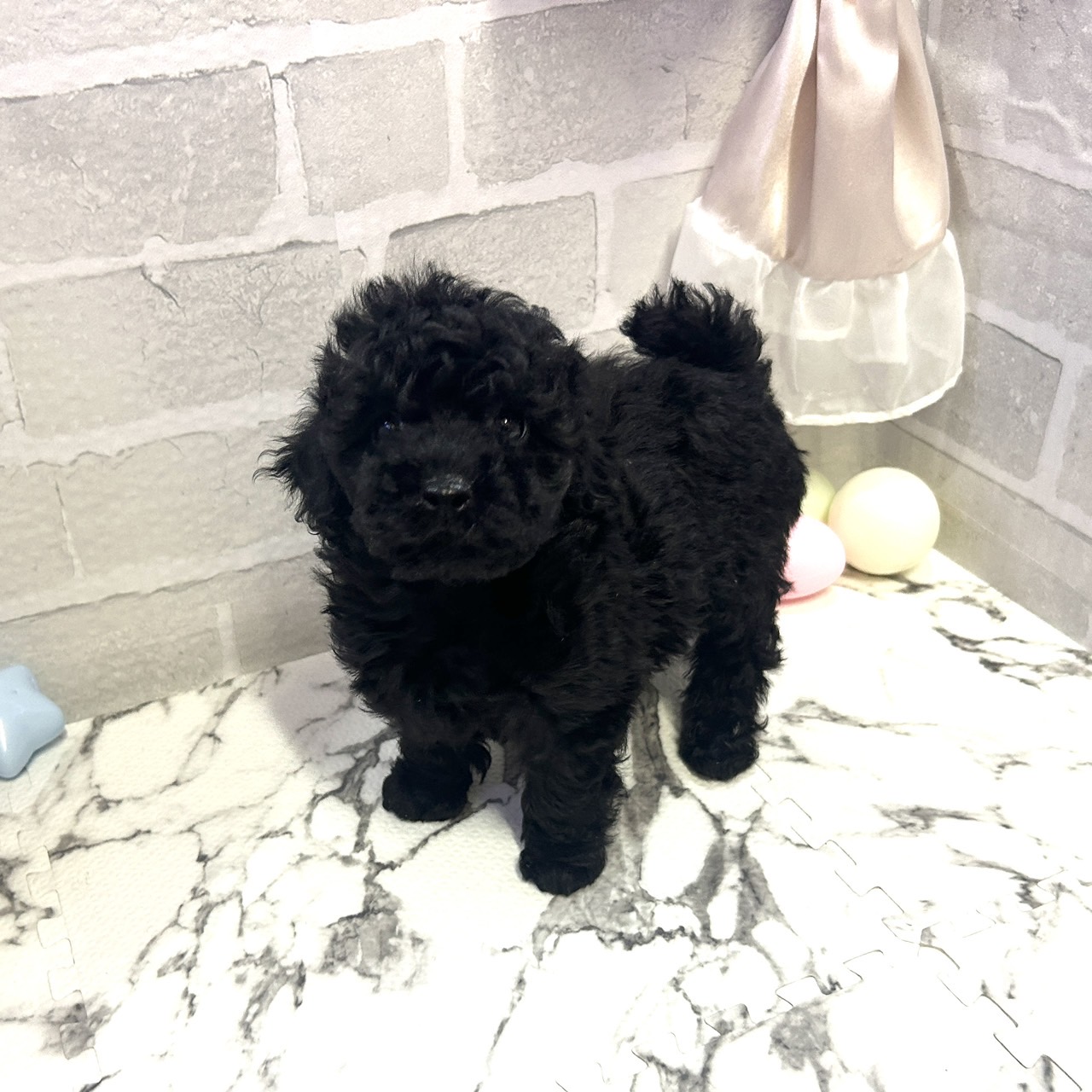 トイプードル男の子の写真