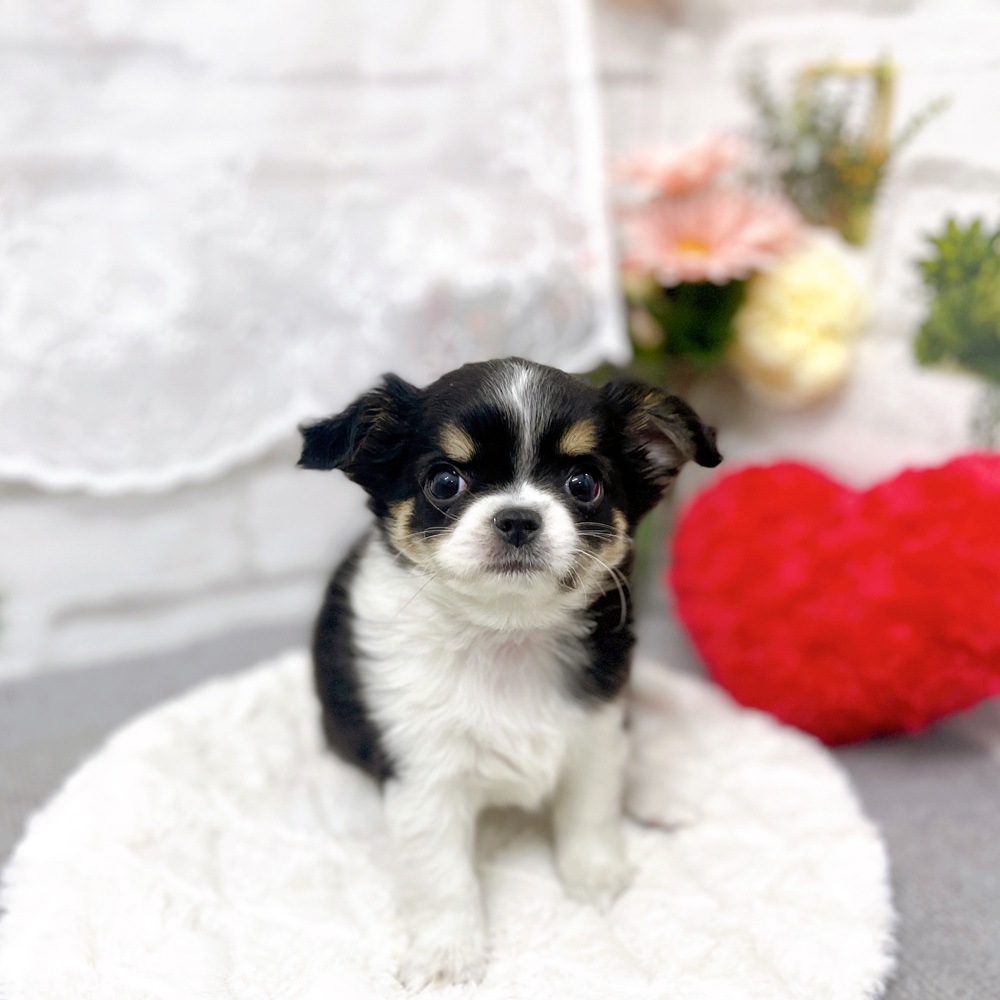 チワワ（ロング）女の子の写真