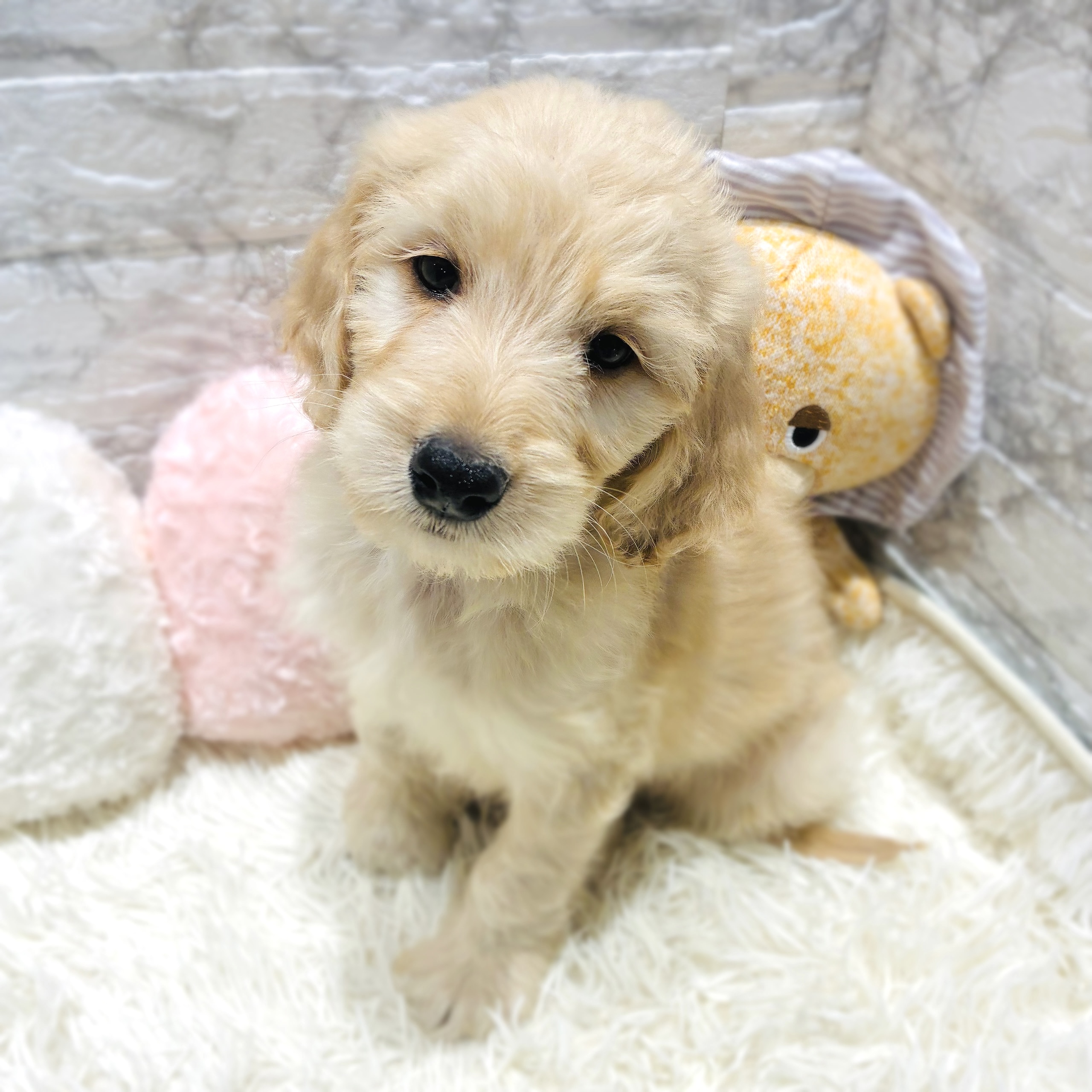 ハーフ犬男の子の写真