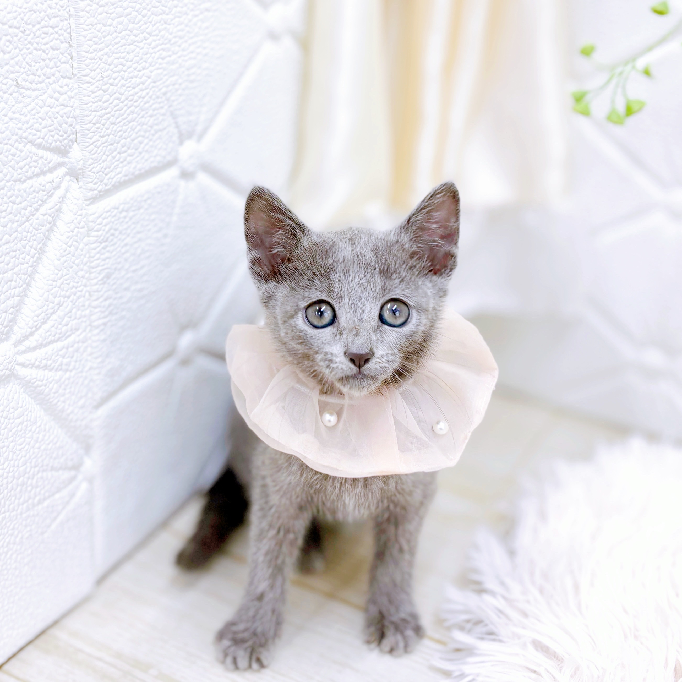 福井県のロシアンブルー ブルー 女の子のご紹介(197420) | ペット