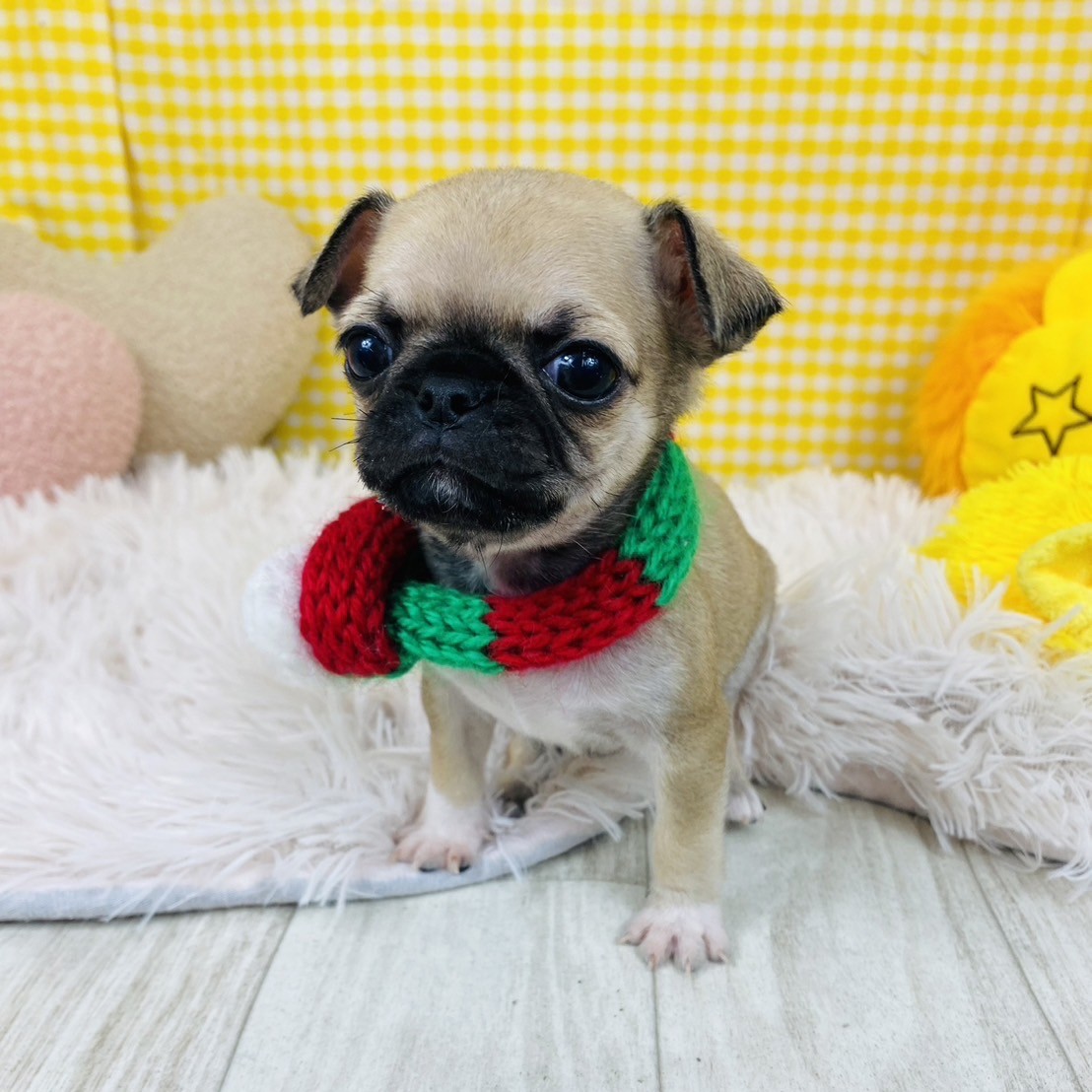 ハーフ犬男の子の写真