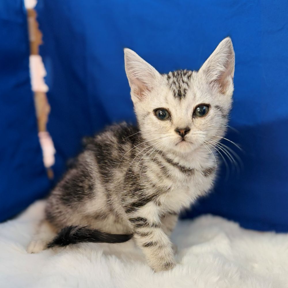 アメリカンショートヘア男の子の写真