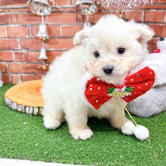 神奈川県のポメプー(ポメラニアン×プードル) (犬の家＆猫の里小田原店/2025年10月28日生まれ/男の子/ホワイト)の子犬の1枚目の画像