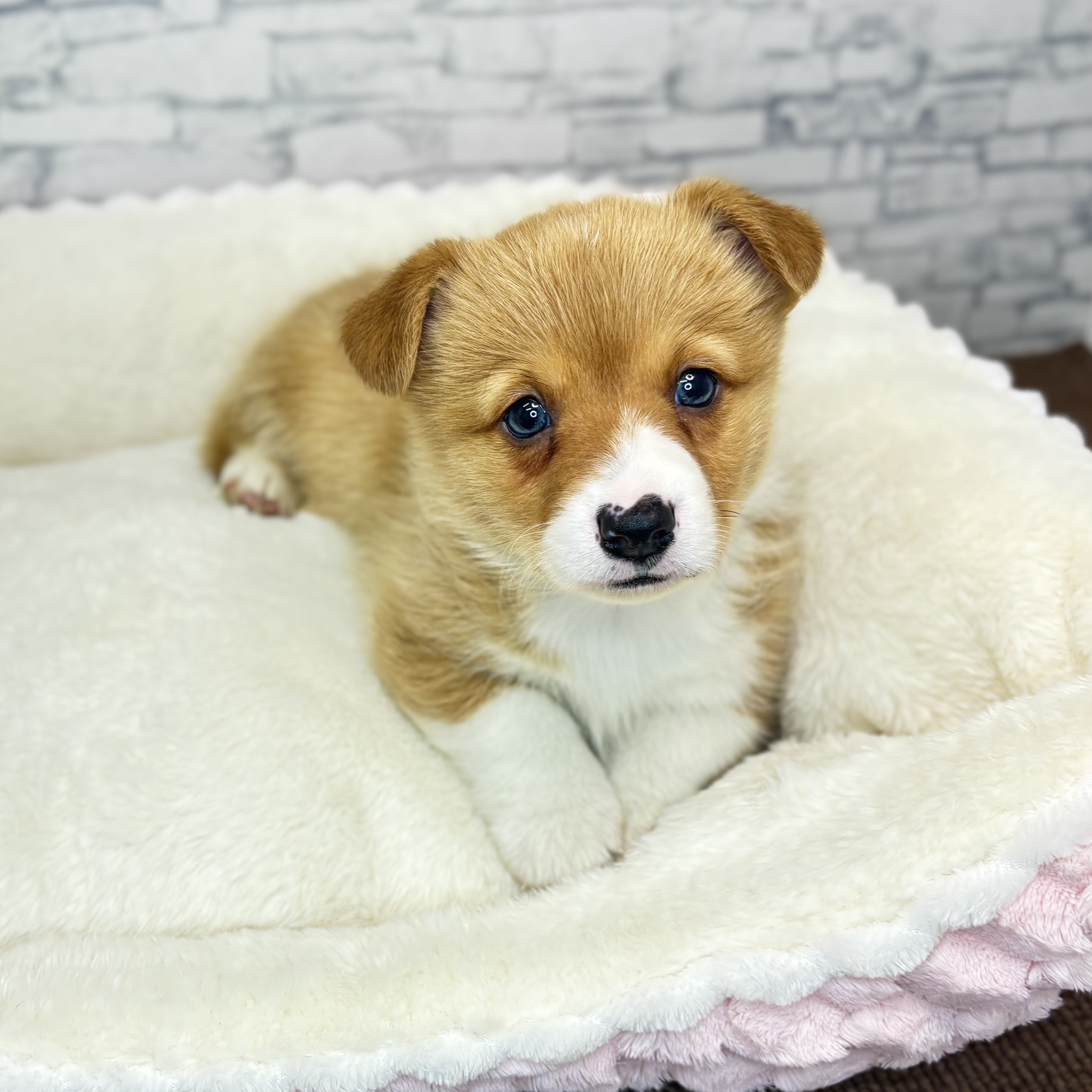 コーギー男の子の写真