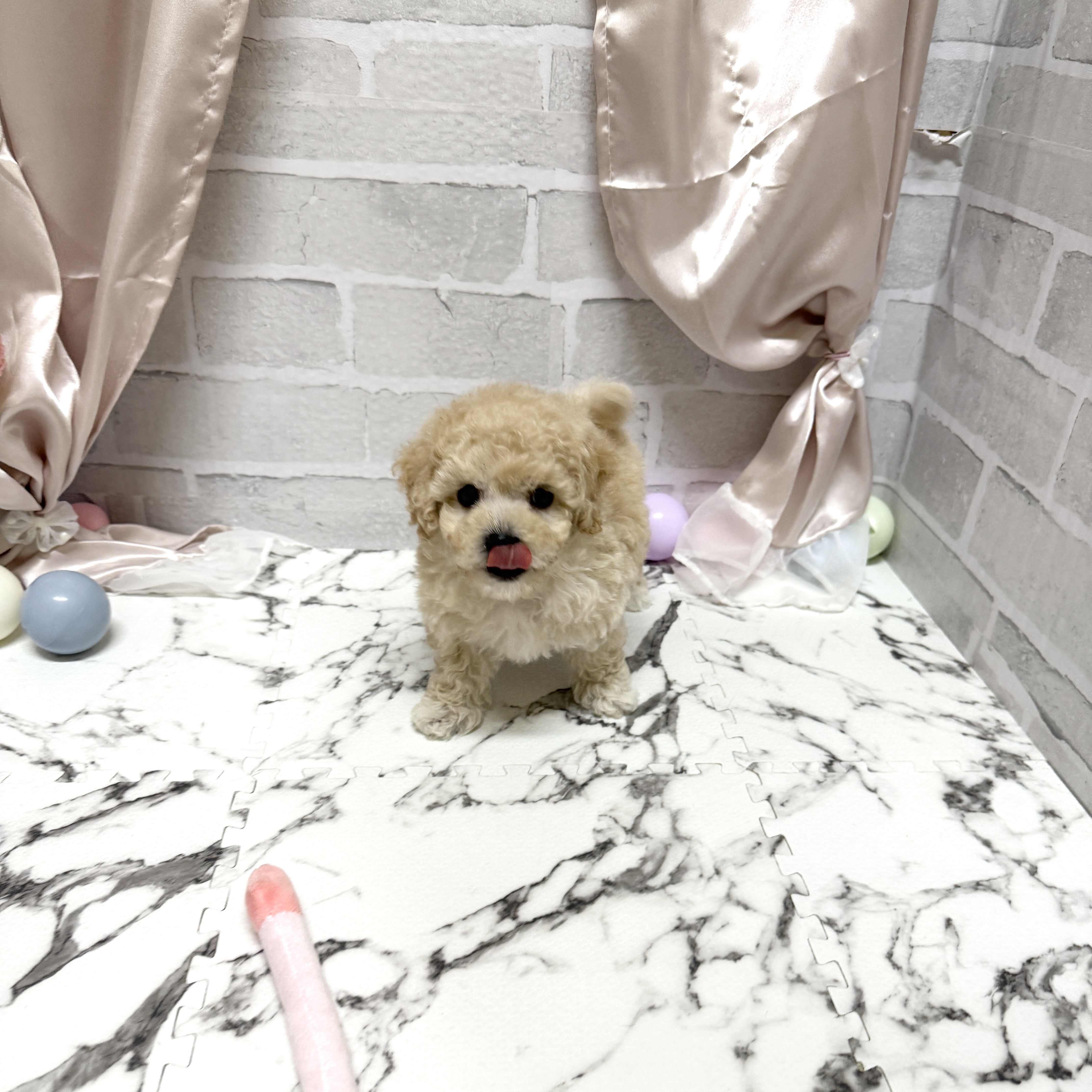 愛知県のビションプー(ビションフリーゼ×プードル) (犬の家＆猫の里岡崎店/2025年10月20日生まれ/男の子/クリーム)の子犬の1枚目の画像