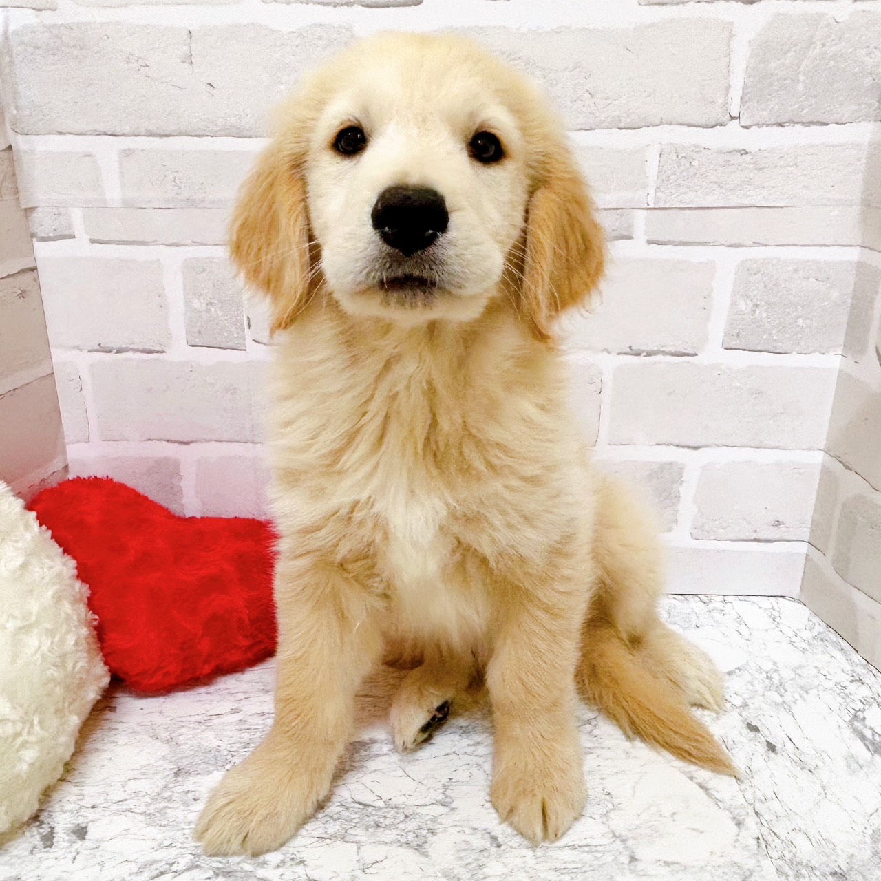 京都府のゴールデンレトリバー (犬の家＆猫の里京都精華店/2025年10月24日生まれ/男の子/クリーム)の子犬