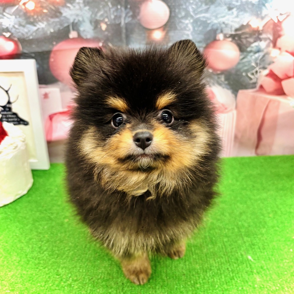 愛知県のポメラニアン (犬の家＆猫の里名古屋天白店/2025年10月25日生まれ/男の子/ブラックタン)の子犬の1枚目の画像