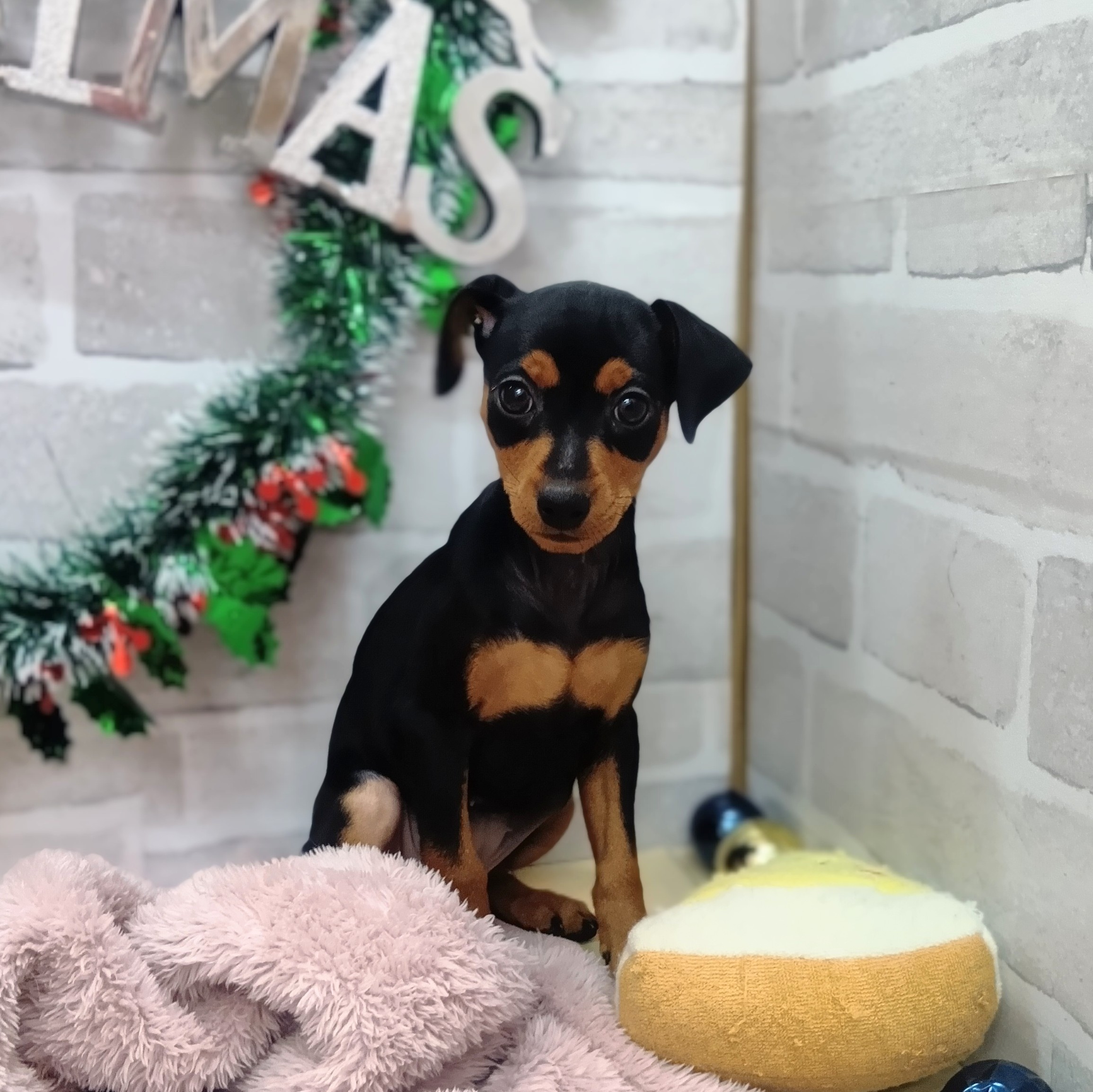 静岡県のミニチュアピンシャー (犬の家＆猫の里プレ葉ウォーク浜北店/2025年10月25日生まれ/女の子/ブラックタン)の子犬の1枚目の画像