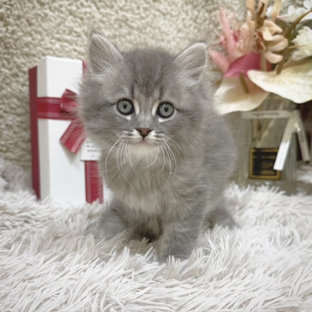 静岡県のサイベリアン (犬の家＆猫の里藤枝店/2025年10月27日生まれ/男の子/ブルータビー)の子猫の1枚目の画像