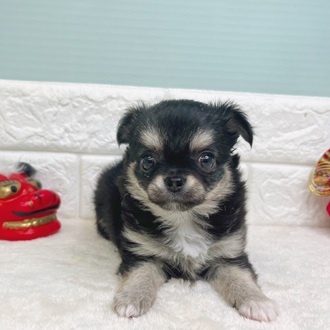 静岡県のチワワ(ロング) (犬の家＆猫の里マークイズ静岡店/2025年10月27日生まれ/女の子/ブラックタンホワイト)の子犬の1枚目の画像