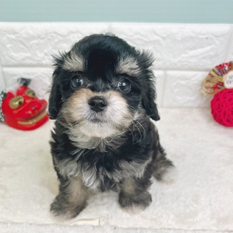 静岡県のチワプー/プーチー(チワワ×プードル) (犬の家＆猫の里マークイズ静岡店/2025年10月24日生まれ/女の子/ブラックタンホワイト)の子犬の1枚目の画像