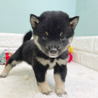 静岡県の豆柴 (犬の家＆猫の里マークイズ静岡店/2025年10月27日生まれ/男の子/黒)の子犬の1枚目の画像
