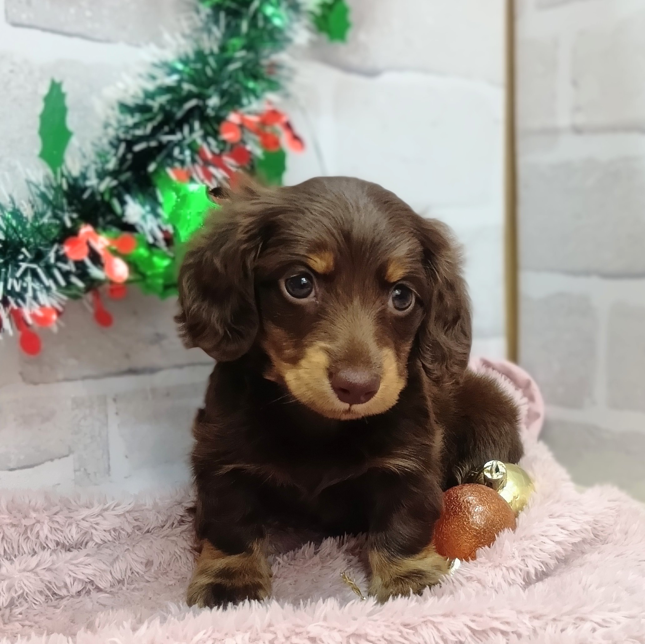 静岡県のミニチュアダックスフンド(ロング) (犬の家＆猫の里プレ葉ウォーク浜北店/2025年10月27日生まれ/男の子/チョコレートタン)の子犬の1枚目の画像