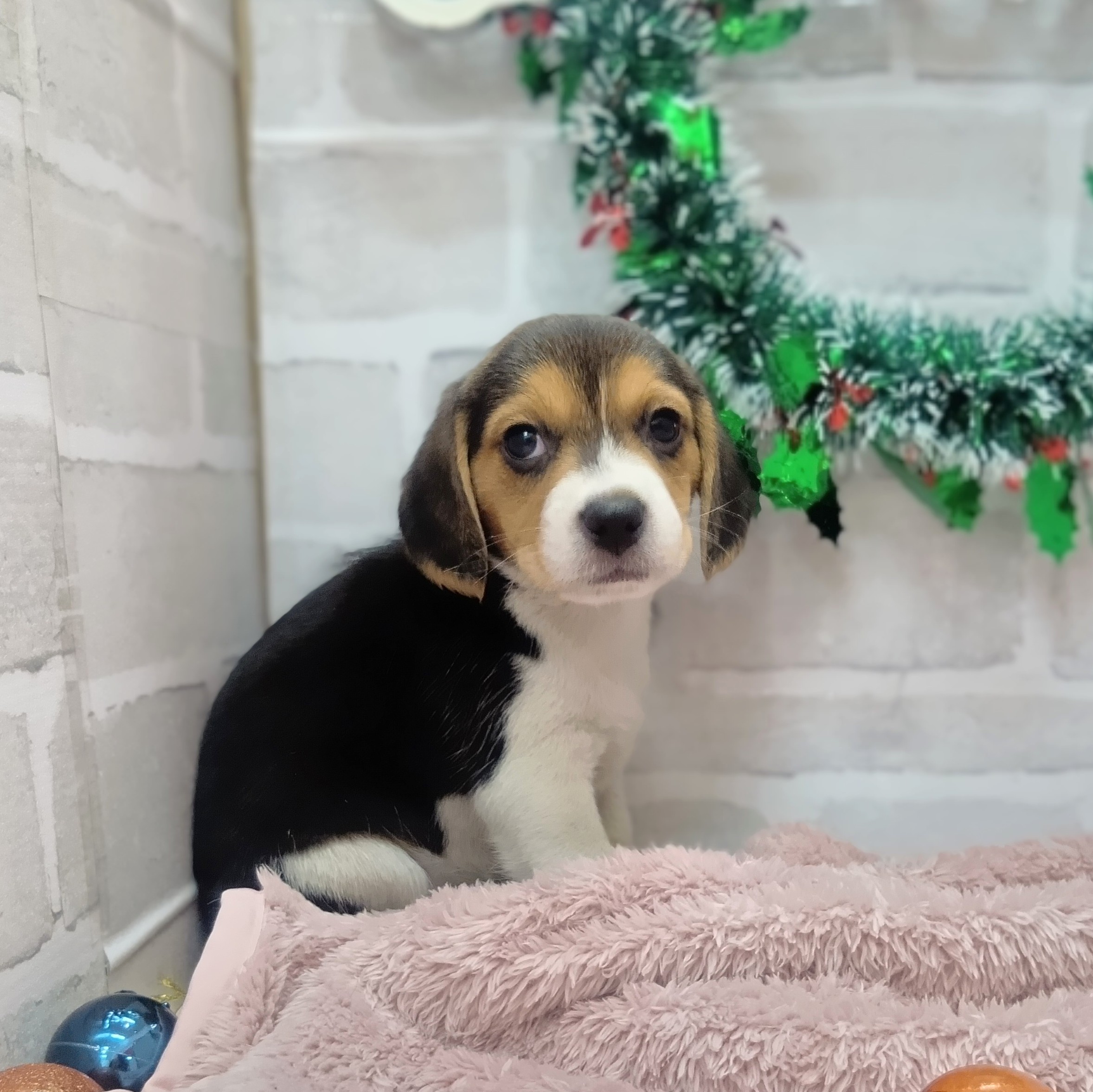 静岡県のビーグル (犬の家＆猫の里プレ葉ウォーク浜北店/2025年10月25日生まれ/女の子/ブラックタンホワイト)の子犬の1枚目の画像